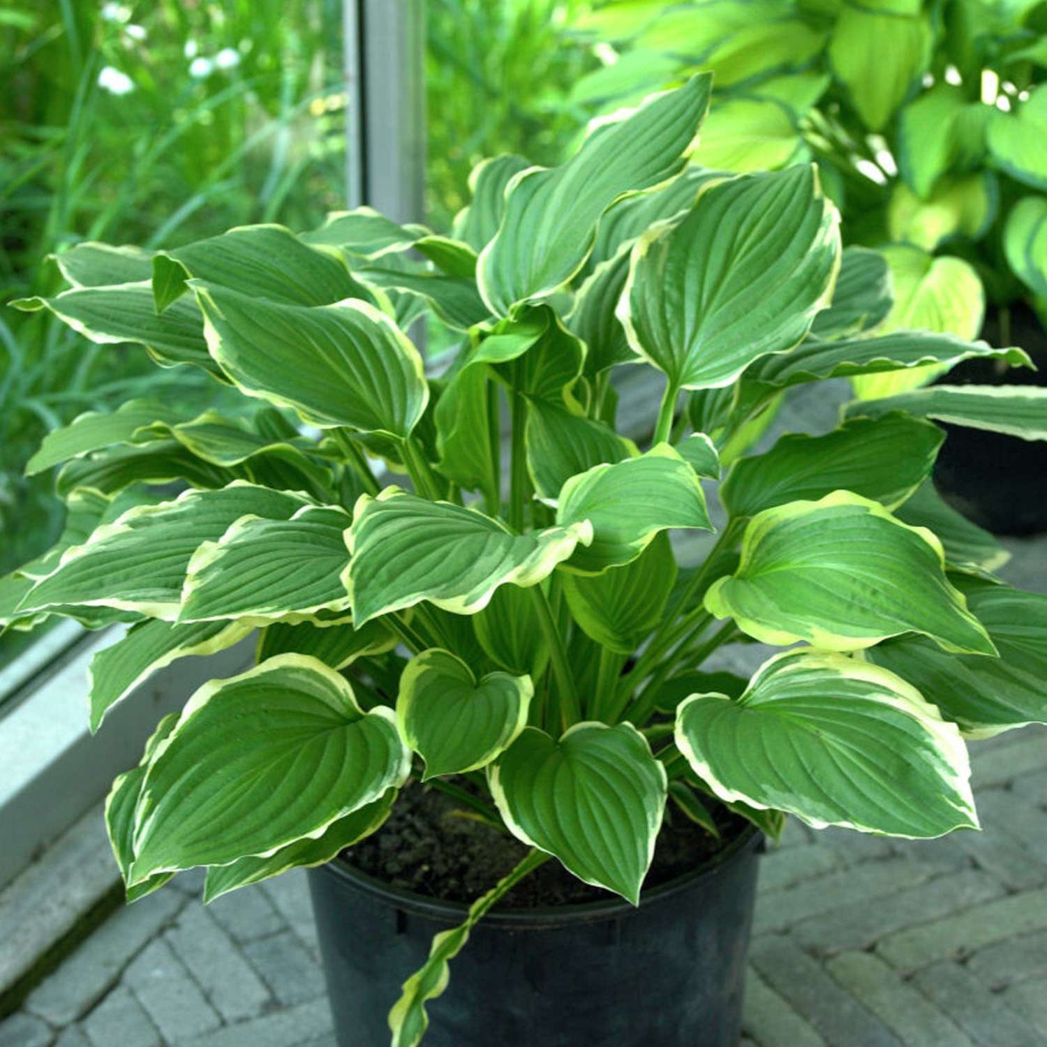 Hosta ‘Green Gold’